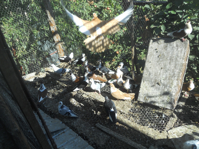 DSCN3533 - 1825 Sorin Constantinescu