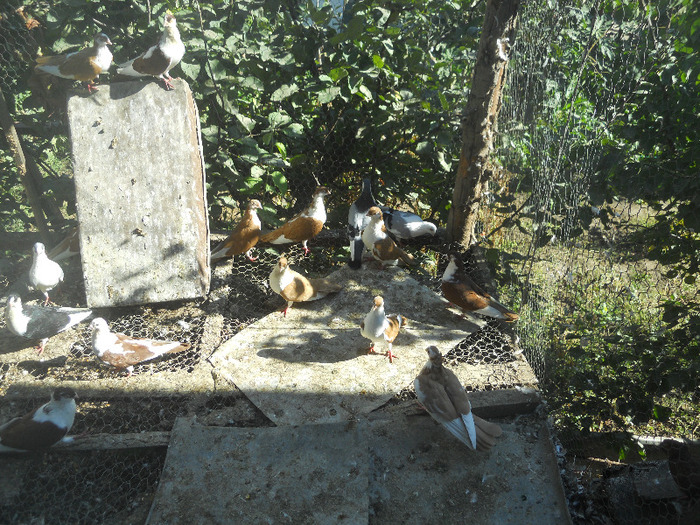 DSCN3536 - 1825 Sorin Constantinescu