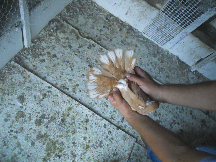 DSCN3542 - 1825 Sorin Constantinescu