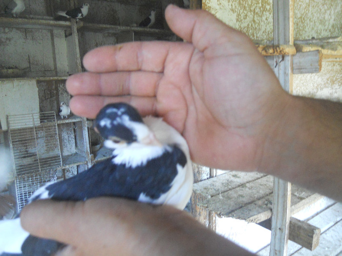 DSCN3546 - 1825 Sorin Constantinescu