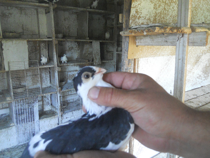 DSCN3547 - 1825 Sorin Constantinescu