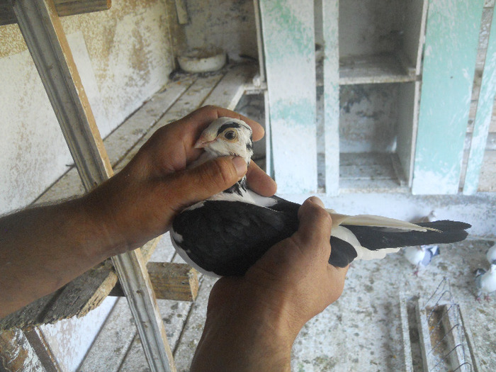 DSCN3548 - 1825 Sorin Constantinescu