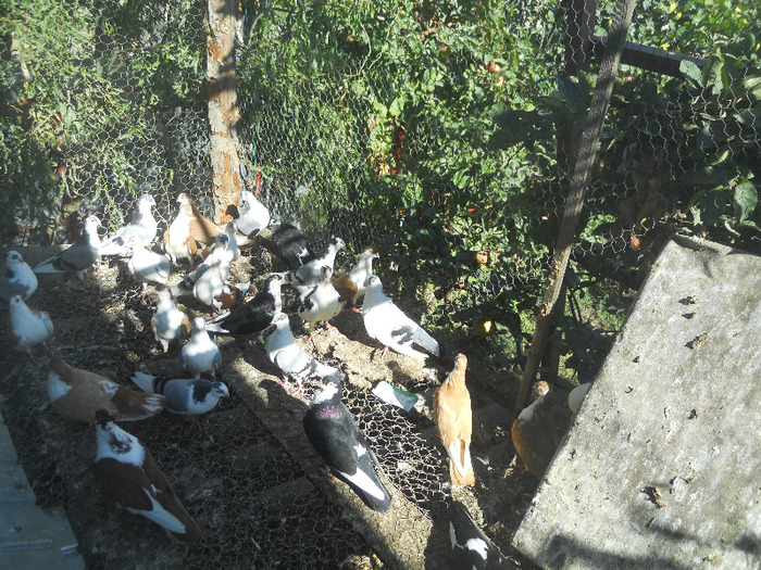 DSCN3554 - 1825 Sorin Constantinescu