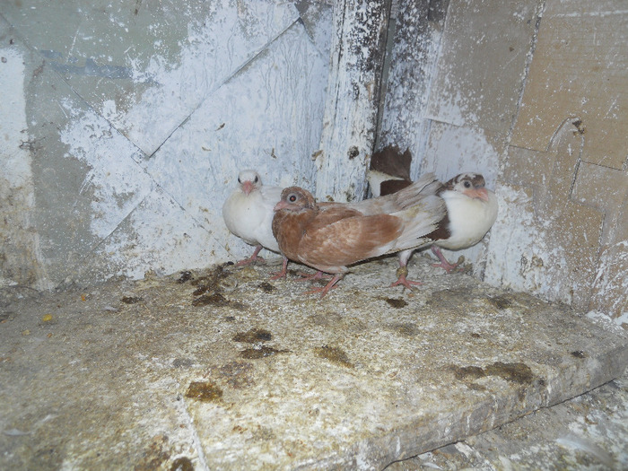 DSCN3556 - 1825 Sorin Constantinescu