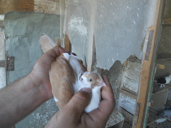 DSCN3557 - 1825 Sorin Constantinescu