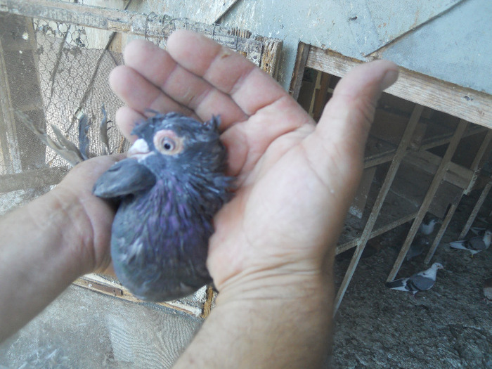 DSCN3562 - 1825 Sorin Constantinescu