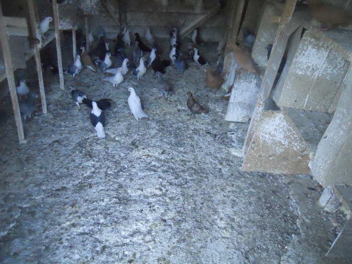 DSCN3563 - 1825 Sorin Constantinescu