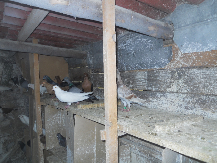 DSCN3565 - 1825 Sorin Constantinescu