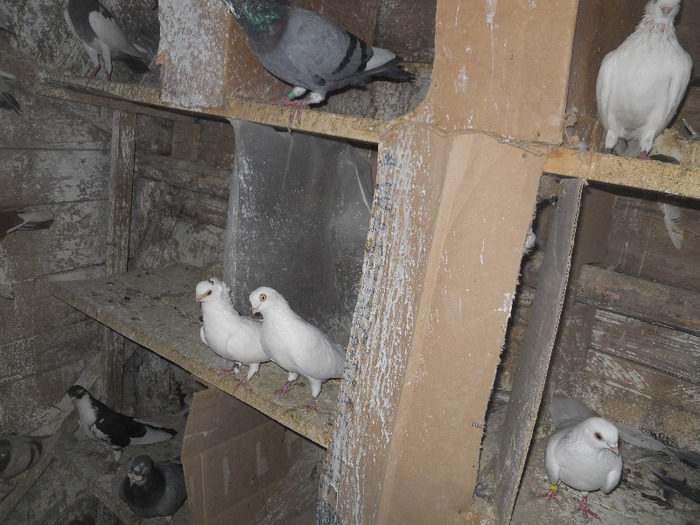 DSCN3566 - 1825 Sorin Constantinescu