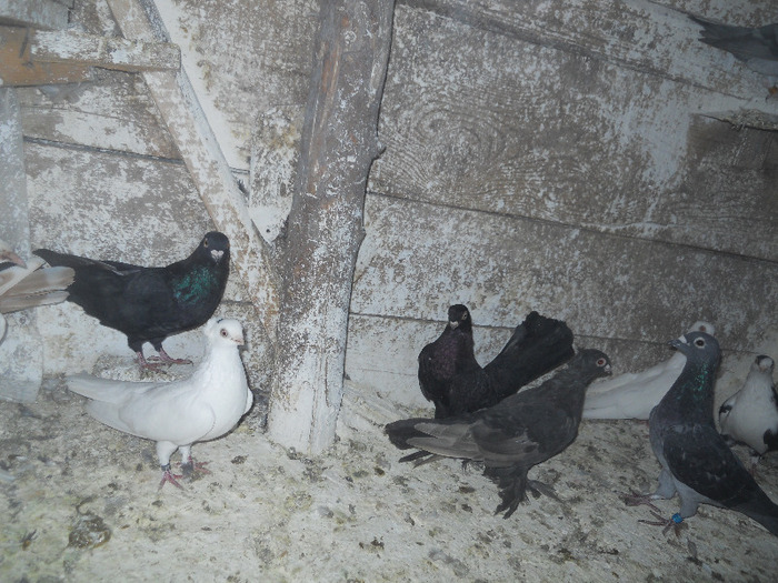 DSCN3570 - 1825 Sorin Constantinescu