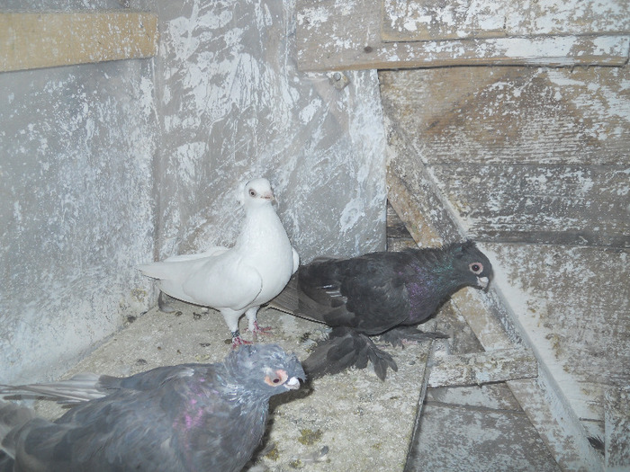 DSCN3571 - 1825 Sorin Constantinescu