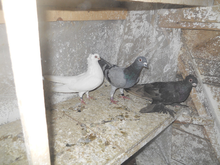 DSCN3572 - 1825 Sorin Constantinescu