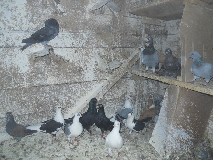 DSCN3573 - 1825 Sorin Constantinescu