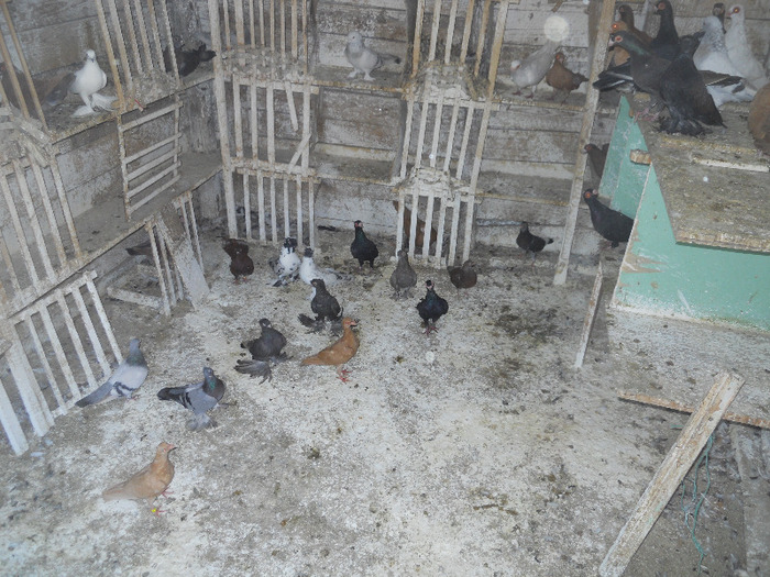 DSCN3575 - 1825 Sorin Constantinescu