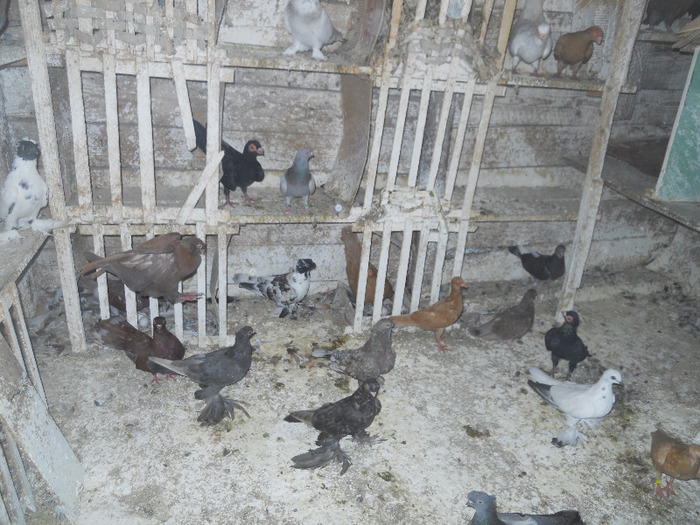 DSCN3577 - 1825 Sorin Constantinescu