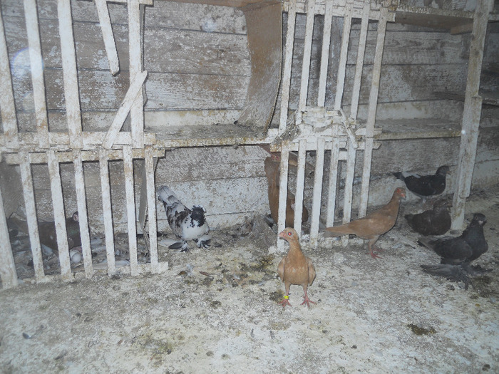 DSCN3578 - 1825 Sorin Constantinescu