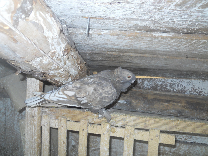 DSCN3581 - 1825 Sorin Constantinescu