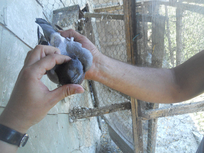 DSCN3584 - 1825 Sorin Constantinescu