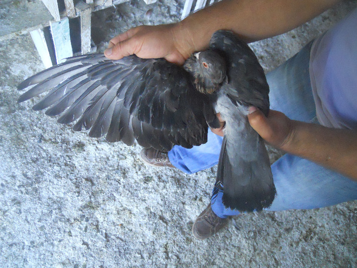 DSCN3585 - 1825 Sorin Constantinescu