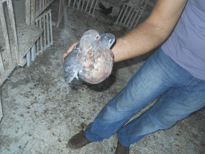 DSCN3587 - 1825 Sorin Constantinescu