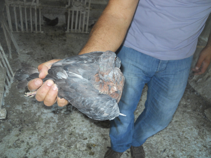 DSCN3588 - 1825 Sorin Constantinescu