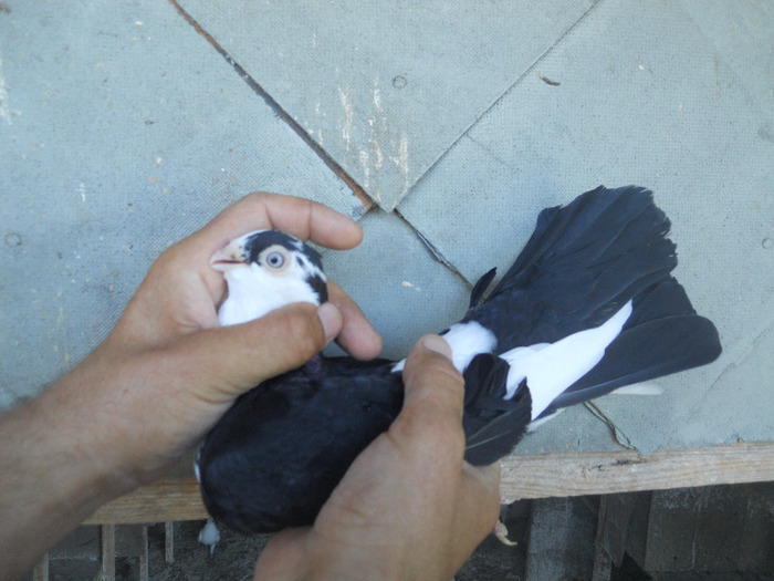 DSCN3590 - 1825 Sorin Constantinescu