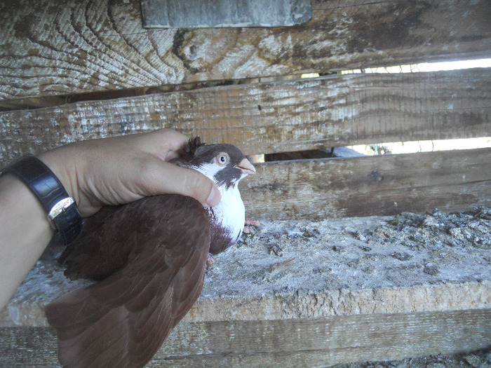 DSCN3595 - 1825 Sorin Constantinescu