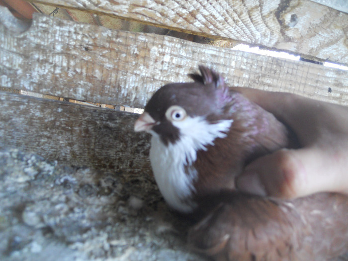 DSCN3596 - 1825 Sorin Constantinescu