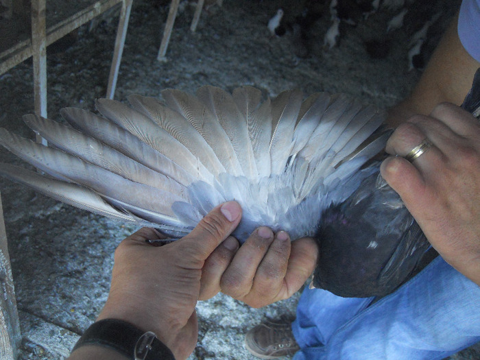 DSCN3599 - 1825 Sorin Constantinescu