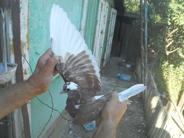 DSCN3602 - 1825 Sorin Constantinescu