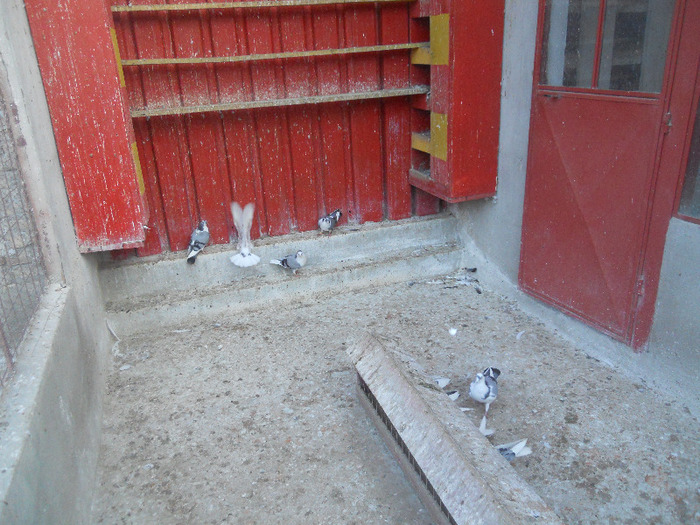 DSCN3636 - 1826 Vali Pascu