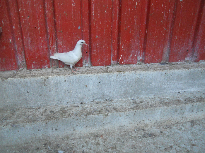 DSCN3641 - 1826 Vali Pascu