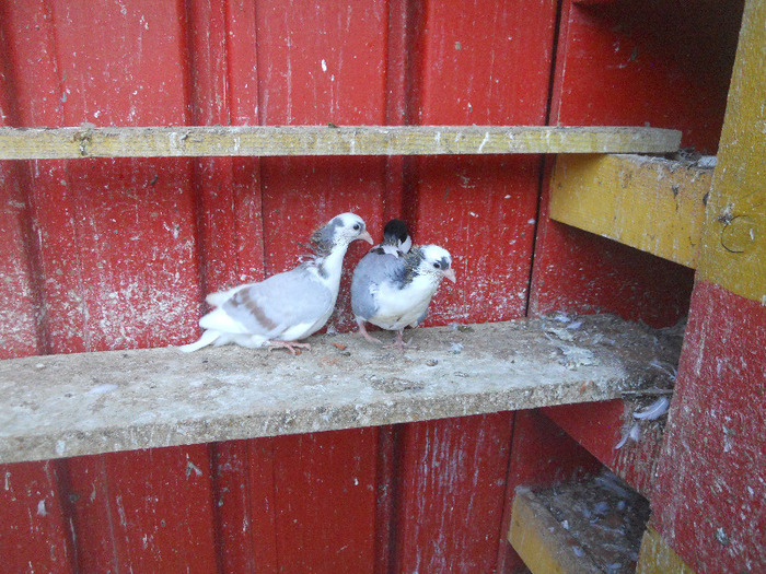 DSCN3643 - 1826 Vali Pascu