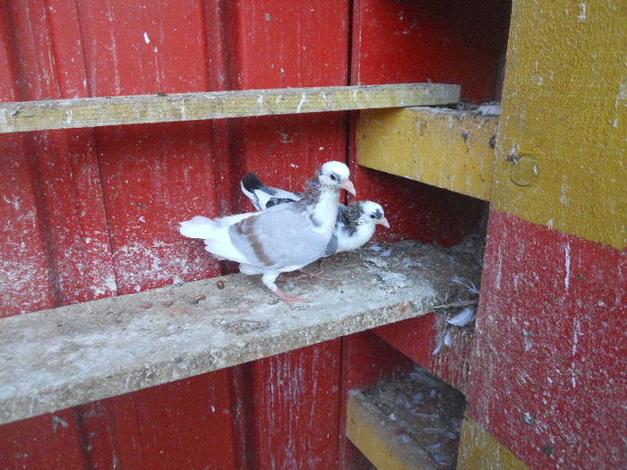 DSCN3644 - 1826 Vali Pascu