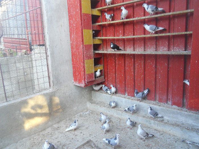 DSCN3649 - 1826 Vali Pascu