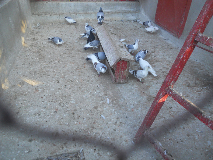 DSCN3655 - 1826 Vali Pascu