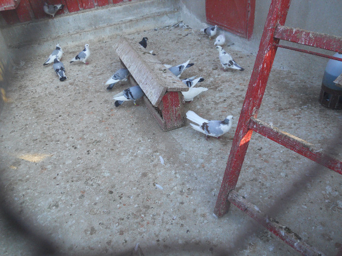 DSCN3656 - 1826 Vali Pascu