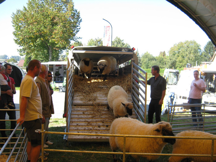 oile coboara in boxa - targuri si expozitii -Austria-Germania