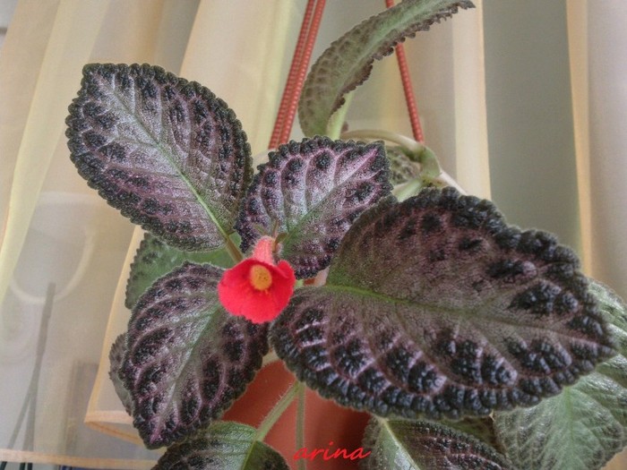 Harlequin - EPISCIA