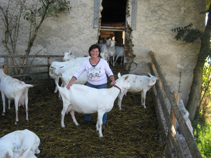 campioana in 2009 cu Elisabeth - Saanenziege fam Linbichler Elisabeth u Hubert