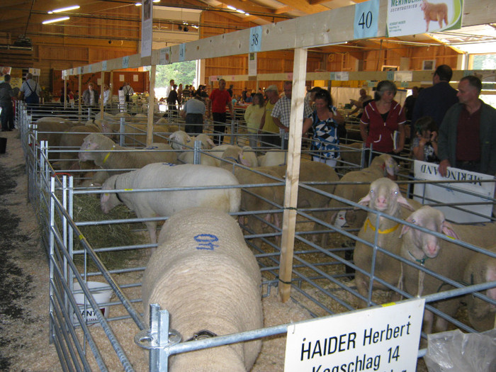 oi rasa merino - targuri si expozitii -Austria-Germania