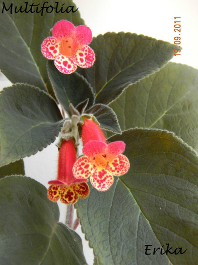 Multifolia 19-09-2011