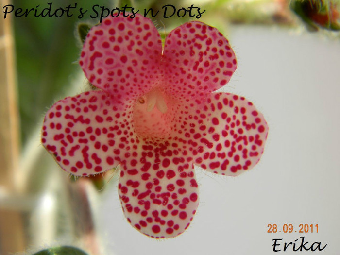 Peridot_s Spots n Dots 28-09-2011 - 0 - KOHLERII INFLORITE 2010-2011