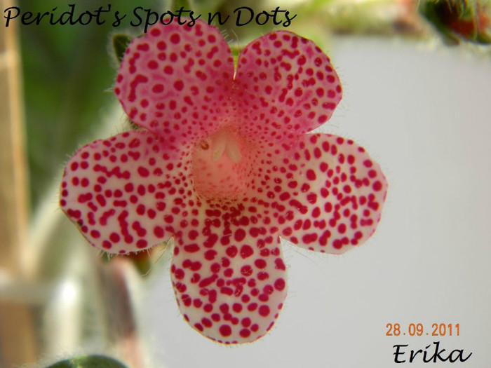 Peridot_s Spots n Dots 28-09-2011