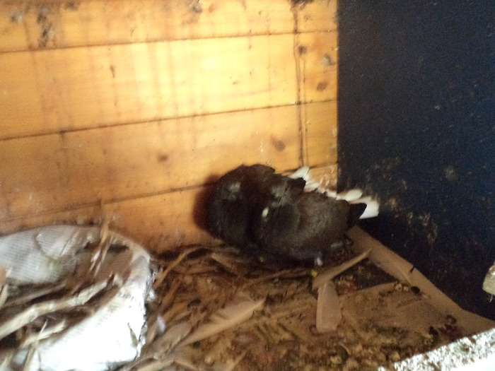 DSC00268; pui de cafenii
