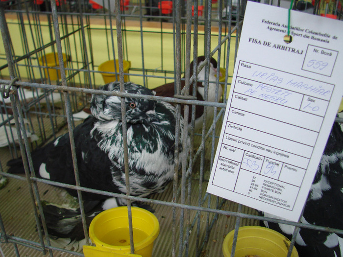 DSC01345 - expozitie brasov februarie 2011