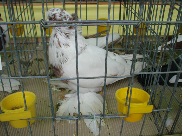 DSC01346 - expozitie brasov februarie 2011