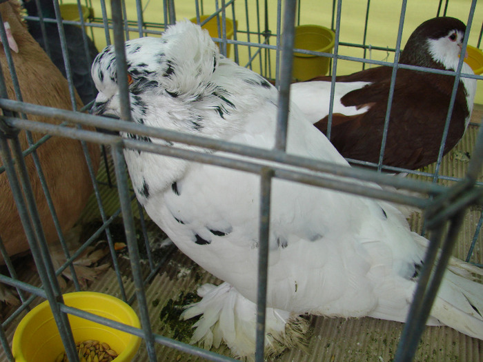 DSC01347 - expozitie brasov februarie 2011