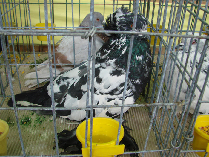 DSC01348 - expozitie brasov februarie 2011