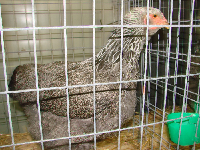 DSC01379 - expozitie brasov februarie 2011